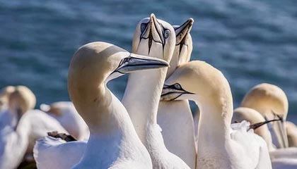 九游sports-拜仁锋线新星逆天表现，持续领跑德甲射手榜，拜仁10分领跑德甲