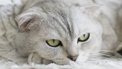 九游下载中心-比赛策略揭秘：得分高手的战术布局，球赛战术