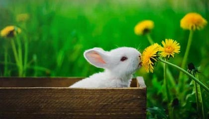 九游sports-拜仁锋线新星逆天表现，持续领跑德甲射手榜，拜仁10分领跑德甲