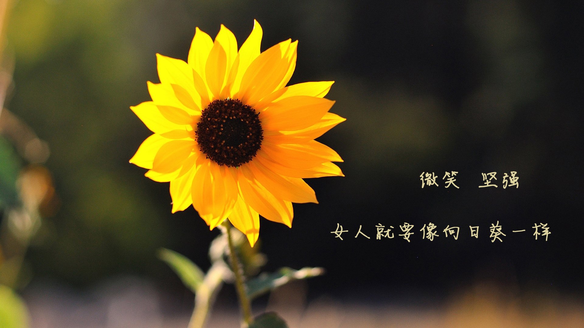 随机曼联3-0战胜莱斯特城，布鲁诺一球定胜负，曼联对布莱顿历史战绩