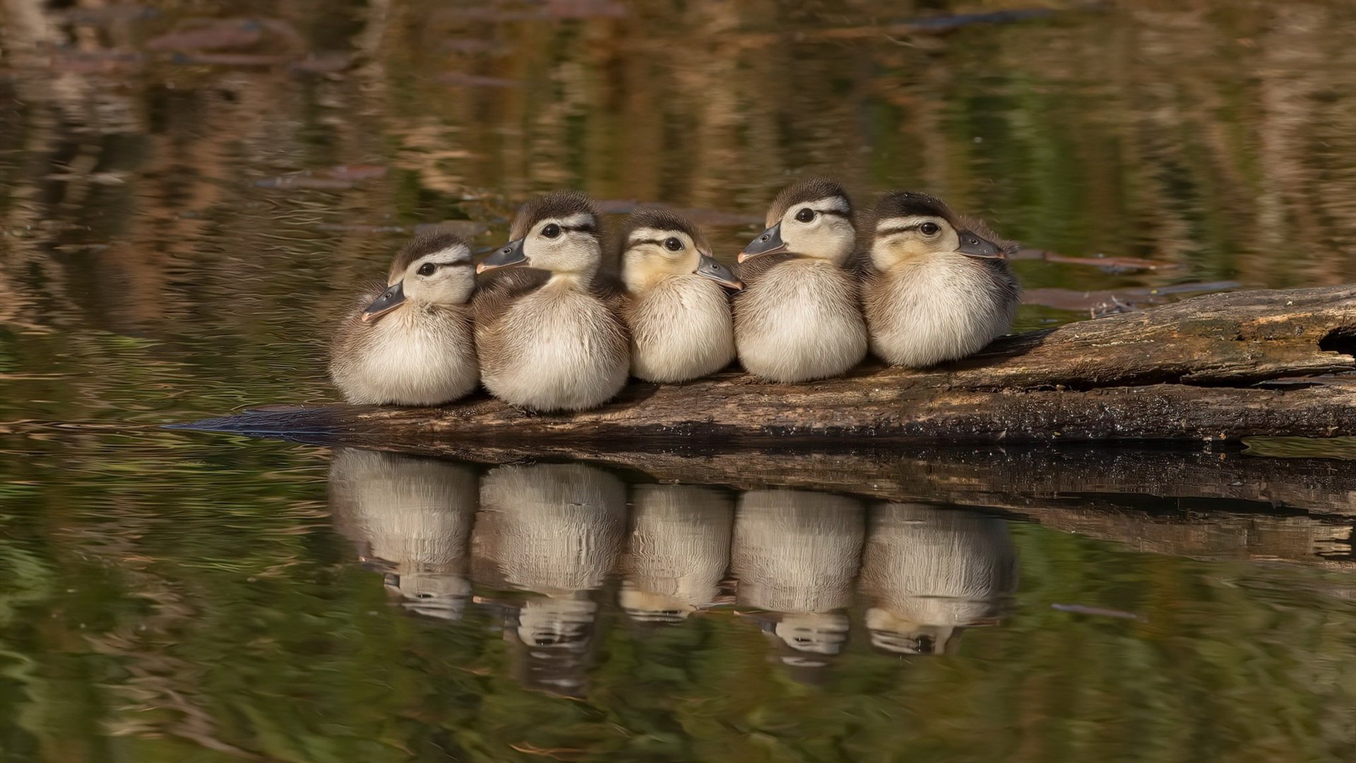 九游-蝶泳冠军划水幅度平均达2.3米,蝶泳高手