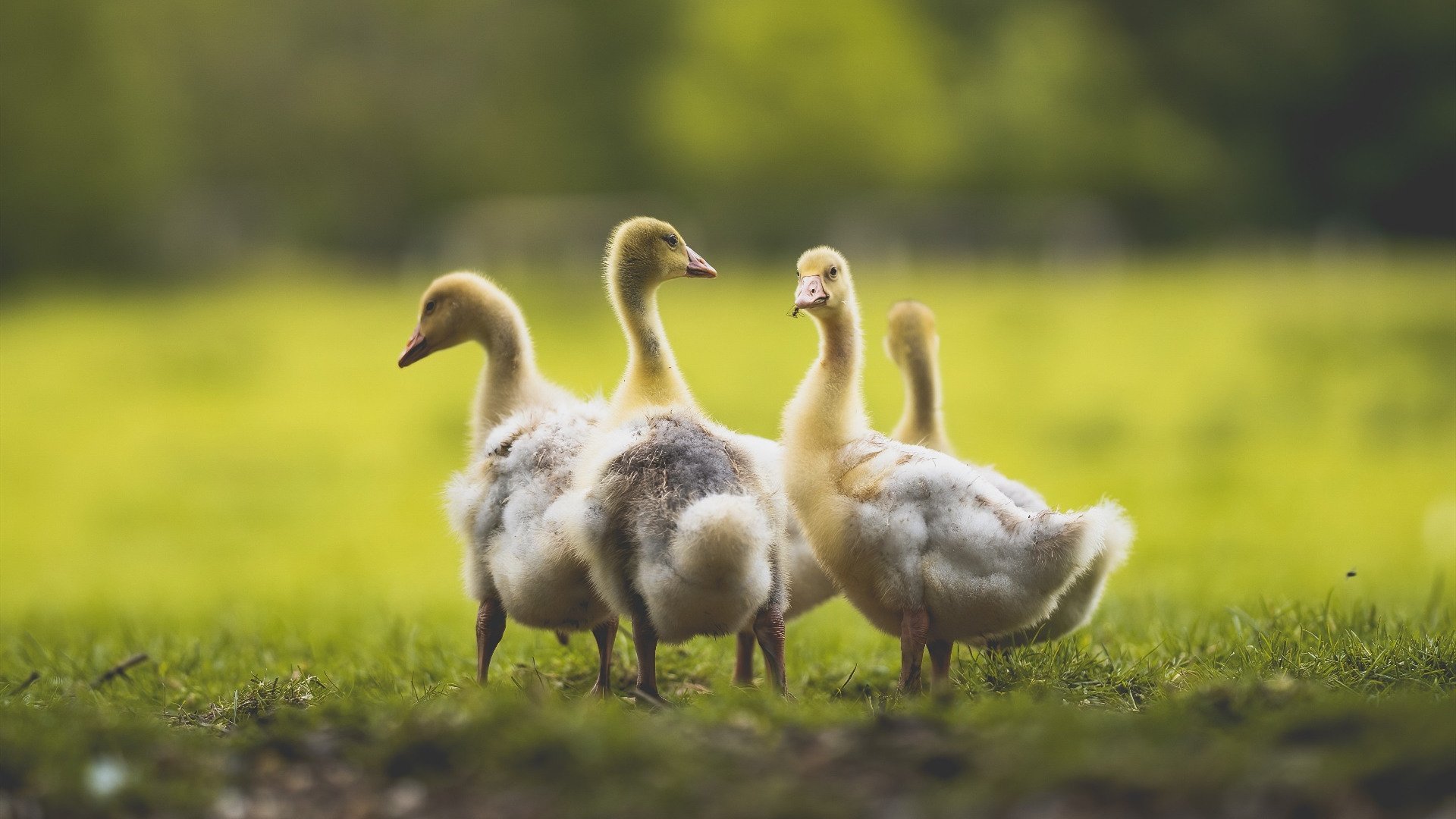 九游app官网下载-美洲杯决战瞬间：超级巨星的关键表现，美洲杯决赛打平